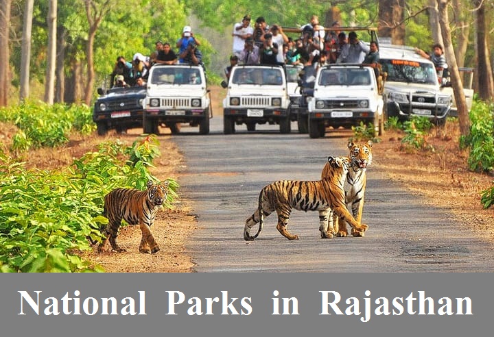 Image for List of National Parks in Rajasthan