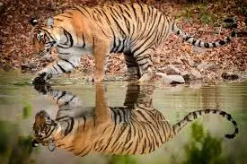 Image for Ranthambore National Park : Where Tigers Roam Free in the Heart of Rajasthan