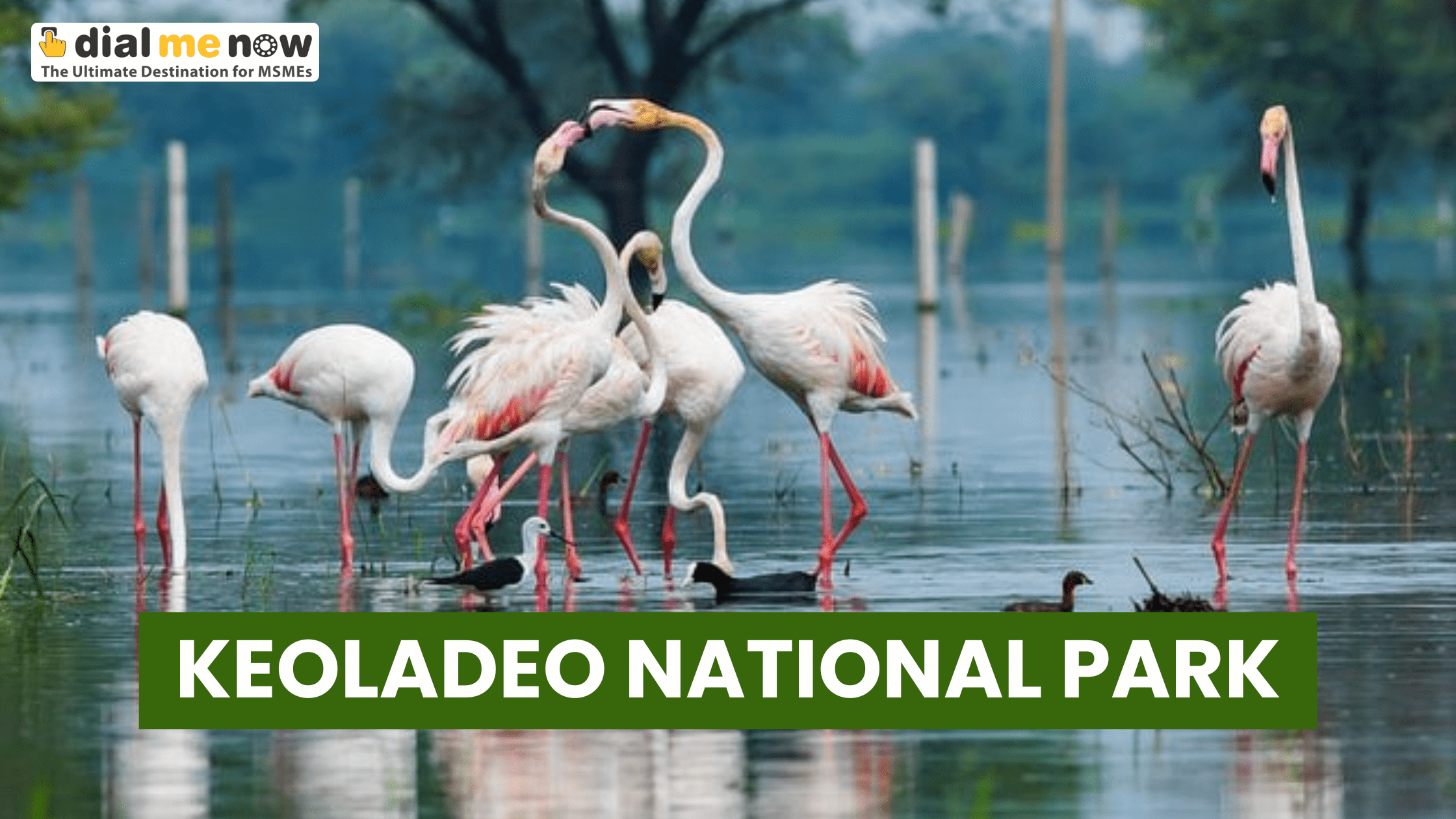Image for Keoladeo National Park, Bharatpur — The Complete, Human Guide